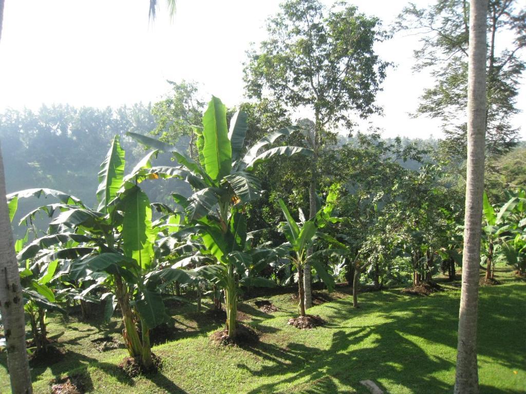 Sanggingan Villa Ubud  Ruang foto